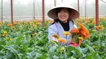 Về vùng trồng hoa đồng tiền lớn nhất thủ đô mỗi ha thu lợi nhuận 100 triệu đồng