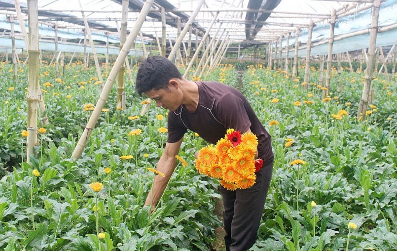 Giám đốc Hợp tác xã hoa Đồng Tháp Bùi Văn Khá thu hoạch hoa đồng tiền.