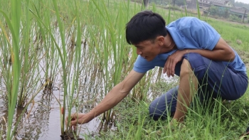 Anh nông dân thầu ruộng trũng trồng lúa đặc sản và nuôi cá mới vụ đầu đã lãi vài trăm triệu