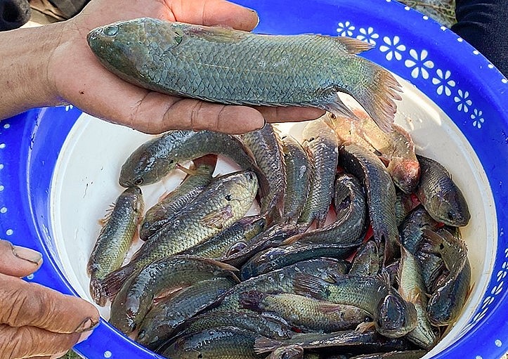 Cá rô đầu vuông anh Luyến nuôi trong ruộng phát triển tốt. Cá rô đầu vuông anh Luyến nuôi trong ruộng phát triển tốt.