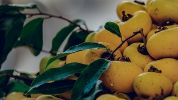 Vì sao quả thị chỉ để ngửi chứ không nên ăn?