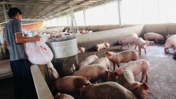 Giá heo hơi hôm nay 14/8: Lặng sóng chờ đợi giá heo chạm ngưỡng 70.000 đồng vì sao hộ chăn nuôi dè dặt tái đàn?