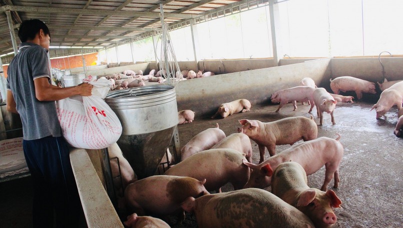 Giá heo hơi hôm nay (14/8), lặng sóng trong phiên đầu tuần, thị trường heo hơi cả nước giao động quanh mức 57.000 đến 63.000 đồng/kg.