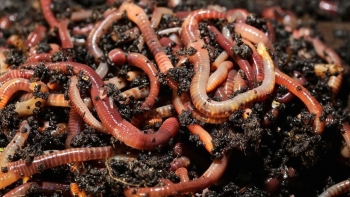 Đón đầu cơn sốt "địa long", nông dân lập trại nuôi triệu con họ nhà giun mỗi năm bỏ túi tiền tỷ