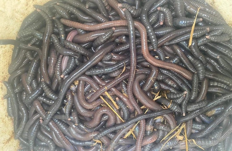 Giun đất cũng có thể nuôi khi thị trường đang có nhu cầu rất cao về mặt hàng này. Giun đất cũng có thể nuôi khi thị trường đang có nhu cầu rất cao về mặt hàng này.