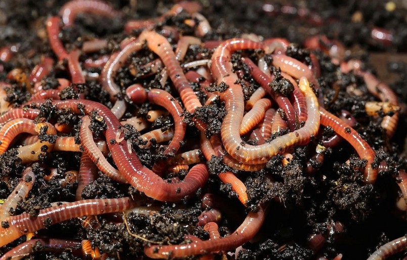 Giun quế, giun đỏ đã được nuôi phổ biến và hoàn toàn có thể áp dụng để nuôi giun đất. Giun quế, giun đỏ đã được nuôi phổ biến và hoàn toàn có thể áp dụng để nuôi giun đất.