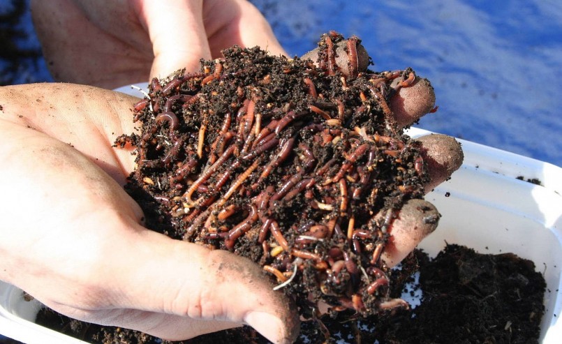 Mô hình nuôi giun quế ngày càng phổ biến ở nước ta. Mô hình nuôi giun quế ngày càng phổ biến ở nước ta.
