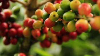 Giá nông sản hôm nay 14/8: Cà phê khó ngăn đà giảm, hồ tiêu thủng đáy sát mốc 70.000 đồng/kg