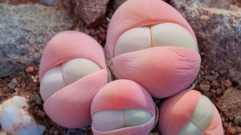 Cây lạ nhìn như "mông em bé" được giới mê cây săn tìm trước nguy cơ tuyệt chủng