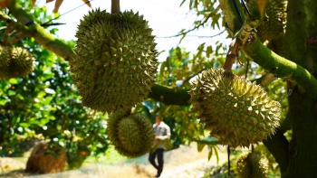 Cắt sầu riêng non đón giá, trò làu cá hay là "tham bát bỏ mâm"?