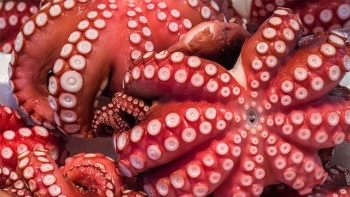 Xuất khẩu mực, bạch tuộc giảm 16%