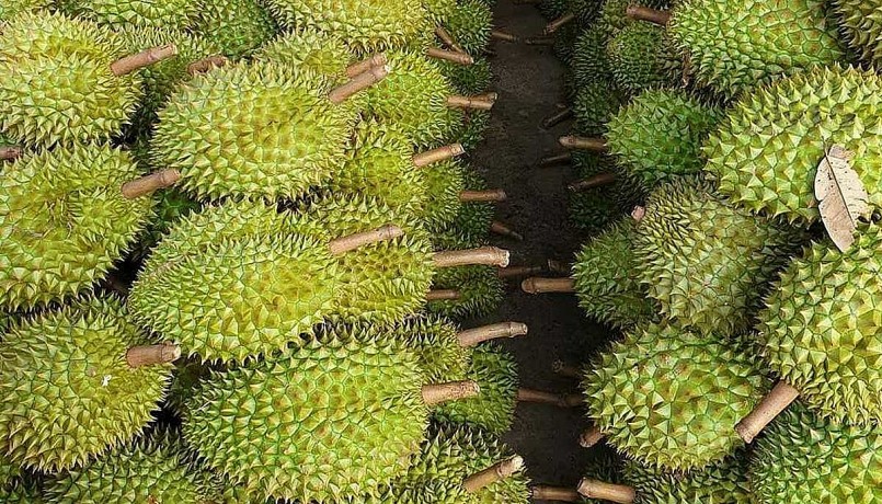 Để sảy ra tình trạng vi phạm tiêu chuẩn xuất khẩu phía Trung Quốc sẽ kiểm soát nghiêm ngặt gây ảnh hưởng tới tiến độ xuất khẩu.