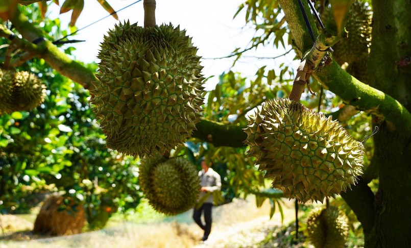 Nhu cầu nhập khẩu sầu riêng của thị trường trung Quốc tăng cao nhưng Việt Nam cũng cần chú ý nâng cao chất lượng để giữ vững thị trường.