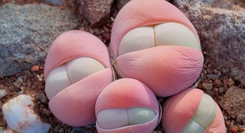 Cây lạ nhìn như "mông em bé" được giới mê cây săn tìm trước nguy cơ tuyệt chủng