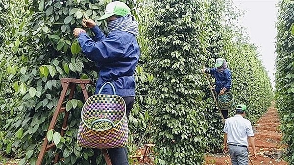 vụ thu hoạch hồ tiêu vụ mùa năm 2023 của Việt Nam cơ bản đã kết thúc, sản lượng ước đạt gần 200.000 tấn, tăng 9,3% so với vụ mùa năm 2022.