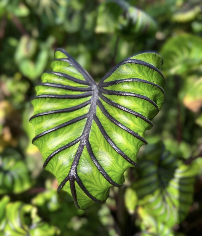 Dù tỷ lệ thành công của lai tạo kiểng lá rất thấp nhưng cô gái đã có những thành công đầu tiên.