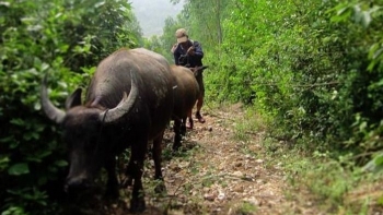Nuôi trâu, bò kỳ lạ ở Quảng Bình, lùa vào rừng thả hoang rồi thuê thợ đặt bẫy bắt về