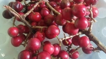 2 loại quả lạ ở Cao Bằng, xưa ít người ăn nay thành đặc sản được săn lùng