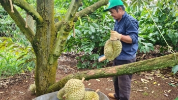 'Sàn chiến' sầu riêng, đầu vụ đã loạn xạ chuyện "cò" làm giá dân bẻ hợp đồng, khẩn trương chấn chỉnh
