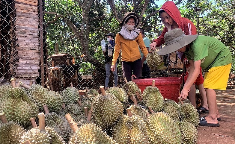 Gia đình anh Nguyễn Đăng Vinh thu hoạch sầu riêng bán cho thương lái.