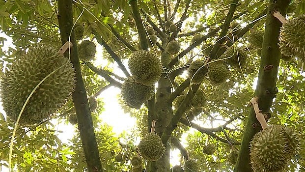 Những quả sầu riêng sắp chín được chằng níu bằng dây để phòng bị cắt trộm.