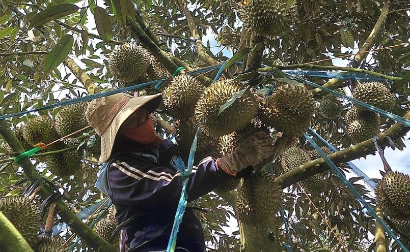 Đắk Lắk hiện có khoảng 12.000ha sầu riêng sắp vào vụ thu hoạch.