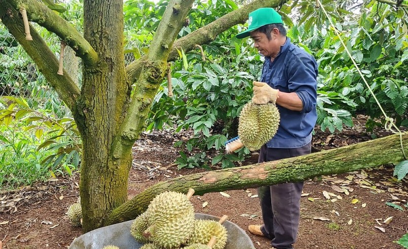 Có thời điểm sầu riêng tại Đắk Lắk được thương lái chốt mua sớm với giá lên tới 100.000 đồng/kg.
