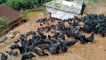 Đặc sản gà H'Mông được nuôi an toàn sinh học, gà khỏe thịt ngon, Sơn La hỗ trợ nhân rộng