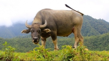 "Thủ phủ" trâu trọi Lục Yên nơi sản sinh giống trâu khổng lồ quý hiếm nhất Việt Nam