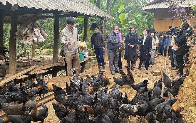 mô hình nuôi gà đen H\'Mông theo hướng an toàn sinh học đang đem lại những kết quả khả quan