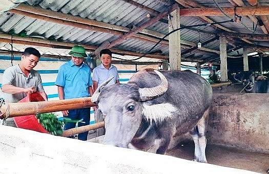 Chăn nuôi trâu theo hướng bán công nghiệp được nhiều hộ dân Lục Yên phát triển.