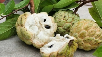 Ăn na lỡ nuốt hạt có sao không?