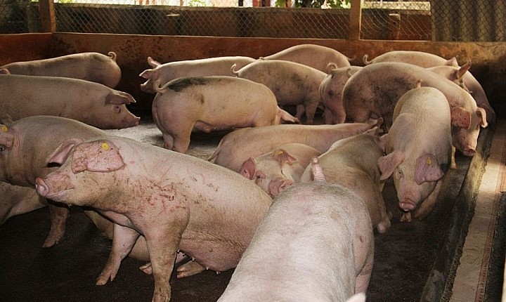 Giá heo hơi hôm nay (15/8) giảm cao nhất 2.000 đồng/kg, riêng miền Bắc giảm đồng loạt, mức cao nhất chỉ còn 62.000 đồng/kg.