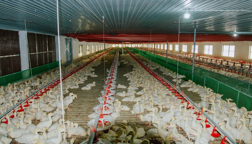 Anh Nam hiện có 2 khu nuôi vịt với diện tích gần 3.000m2, quy mô 16.000 con.