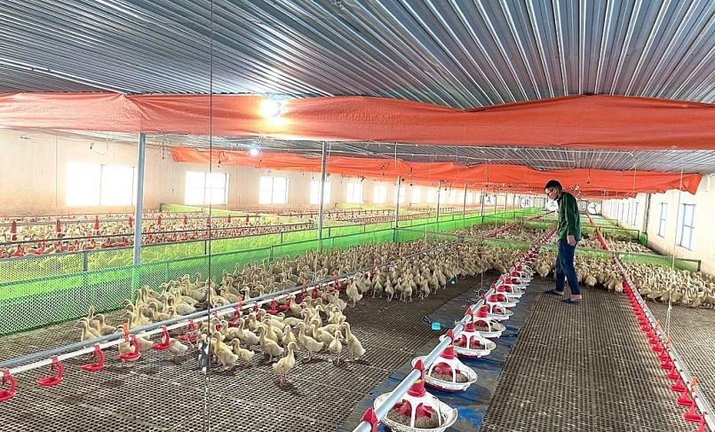 Nhiệt độ trong chuồng luôn được anh Nam điều chỉnh phù hợp để tạo môi trường sống tốt nhất cho sự phát triển của vịt.