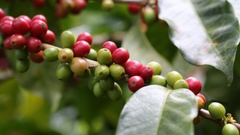 Giá nông sản hôm nay 15/8: Cà phê giảm sốc mất 1.600 đồng/kg, hồ tiêu hãm phanh ở đỉnh 73.000 đồng/kg