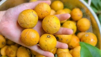 Hàng cây bóng mát cho quả vàng óng giá cao ngất ngưởng, Hà Nội có thêm nghề mới thu nửa triệu mỗi ngày