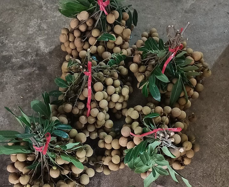 g giống nhãn cổ, quả nhỏ ít người mua, giá chỉ từ 4.000 đồng/kg.