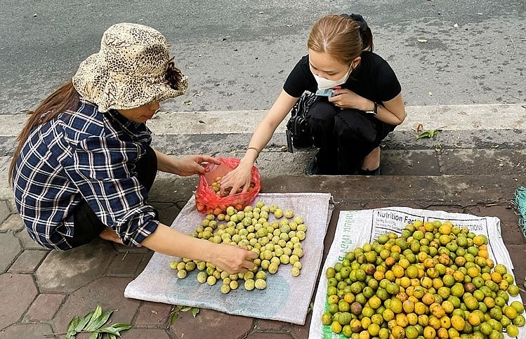 Thời gian này nhiều người chuyển sang nghề hái sấu ở Hà Nội.
