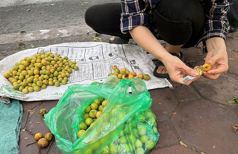 Sấu hái xong tranh thủ cạo vỏ cho khách.