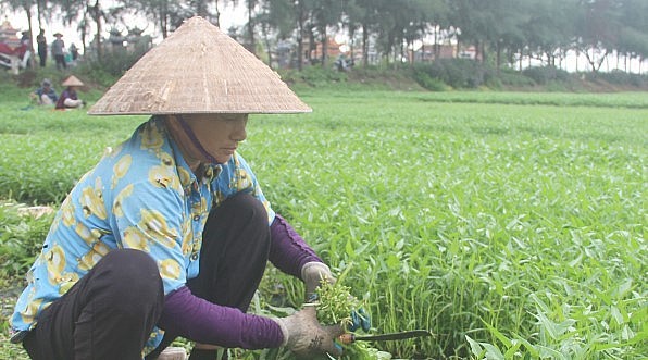 Chuyên canh rau muống an toàn mang lại thu nhập từ 8 - 10 triệu đồng/sào/năm.