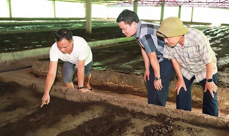 HTX đầu tư trại nuôi giun quế để xử lý chất thải của lợn thành phân hữu cơ. HTX đầu tư trại nuôi giun quế để xử lý chất thải của lợn thành phân hữu cơ.