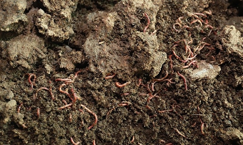 Giun quế vừa là cỗ máy tạo phân hữu cơ cũng là nguồn thức ăn bổ sung giàu dinh dưỡng cho đàn lợn. Giun quế vừa là cỗ máy tạo phân hữu cơ cũng là nguồn thức ăn bổ sung giàu dinh dưỡng cho đàn lợn.