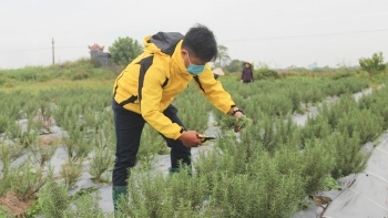 Tỷ phú nuôi lợn một thời bất ngờ rẽ ngang sang trồng cây hương thảo, quê lúa có thêm cây trồng hiệu quả