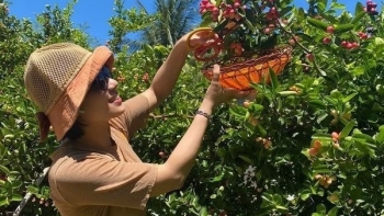 Trồng loại cây lạ quả chua loét ở 'thủ phủ nho', người phụ nữ bất ngờ thu trăm triệu mỗi vụ