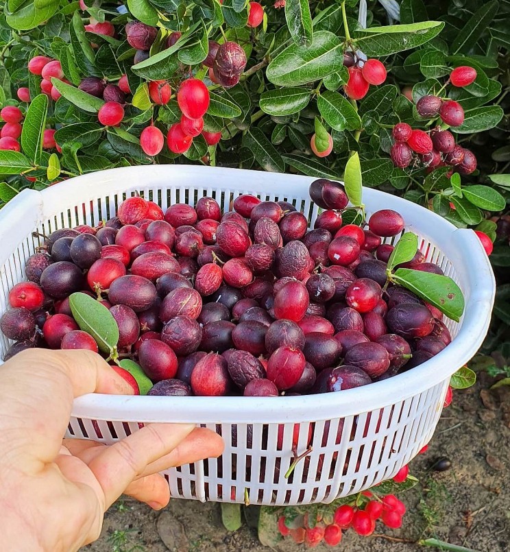 Hiện tại, số lượng quả si rô chưa đủ đáp ứng nhu cầu thị trường, chị vẫn tiếp tục mở rộng diện tích trồng.