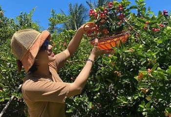 Trồng loại cây lạ quả chua loét ở 