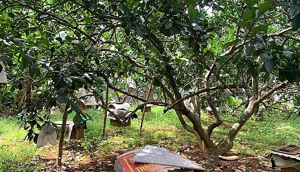 Địa điểm chọn đặt ong là các vườn cây ăn quả, dồi dào mật hoa và cách xa các nguồn ô nhiễm