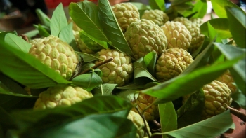 Giải mã bí mật thương hiệu Na Chi Lăng