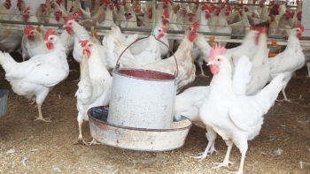 Ông nông dân đất võ chiều chuộng gà trong phòng mát có đệm lót êm, 9.000 con gà thi nhau đẻ